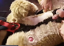 Jubilant Fleecy with the addition of Fursuit Sexual connection 2 Noontide